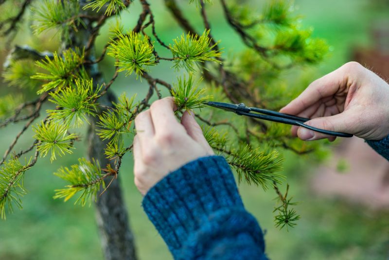 Japanese Pruning Service