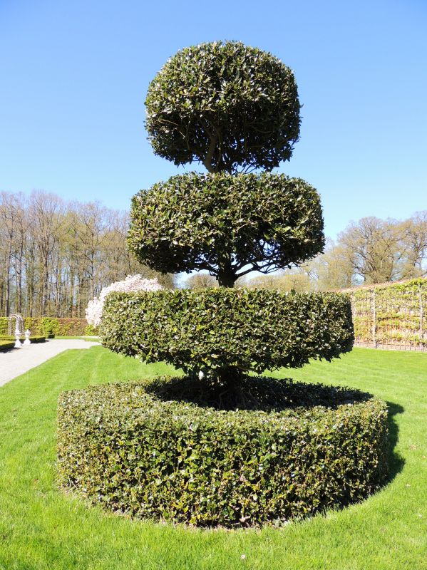 Shaping and Topiary