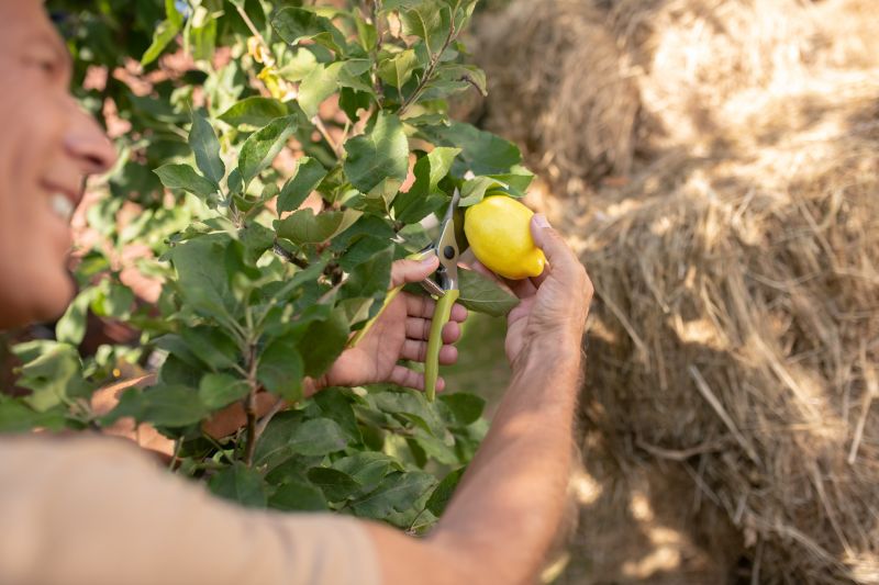 Japanese Pruning