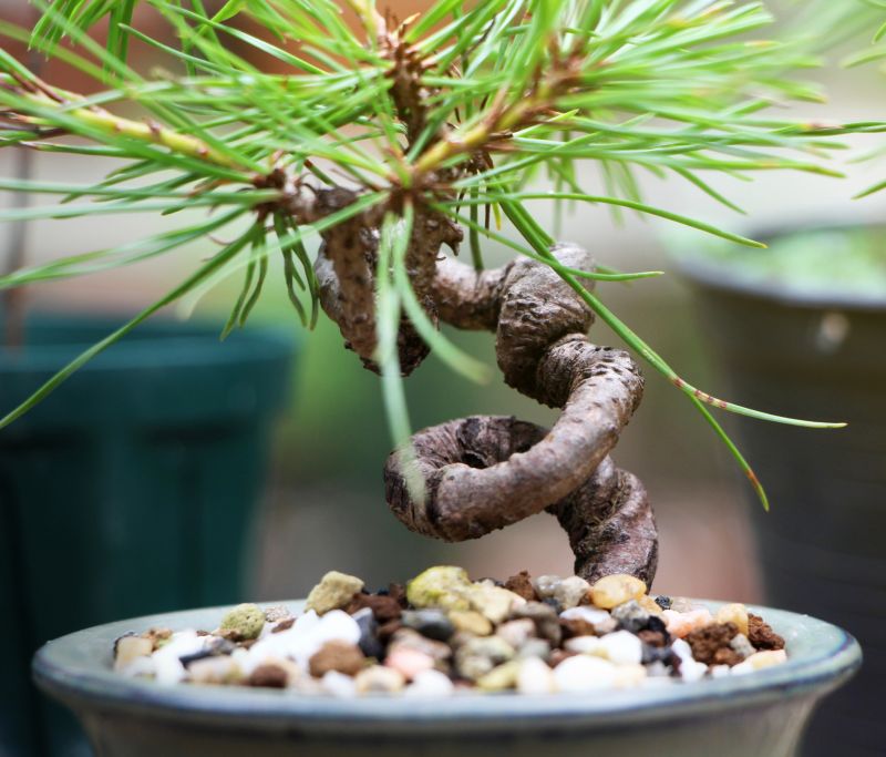 Bonsai Pruning