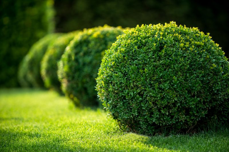Shaped Garden Shrubs
