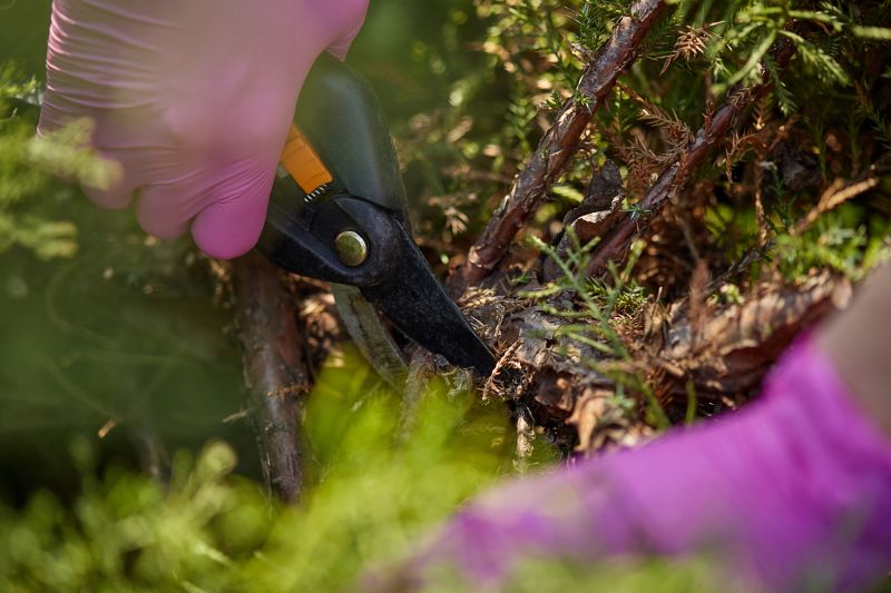 Close-up of Pruning Shears