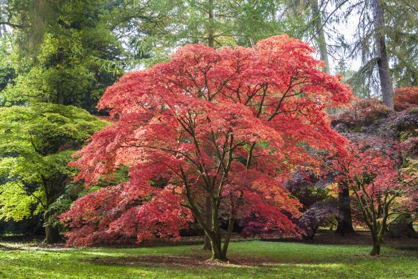 Japanese Tree Care