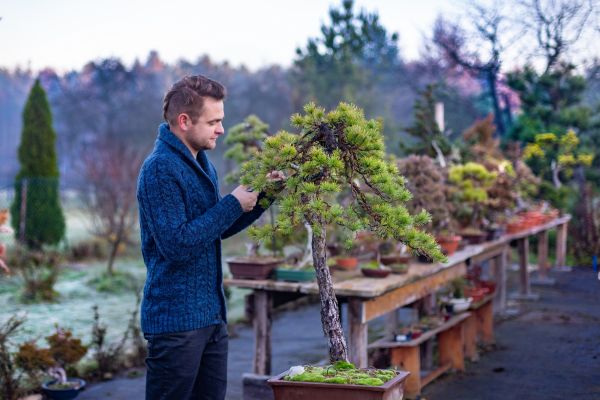 Bonsai Tree Pruning