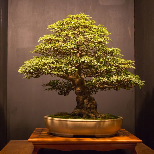 Bonsai Shaping