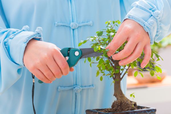 Bonsai Trimming