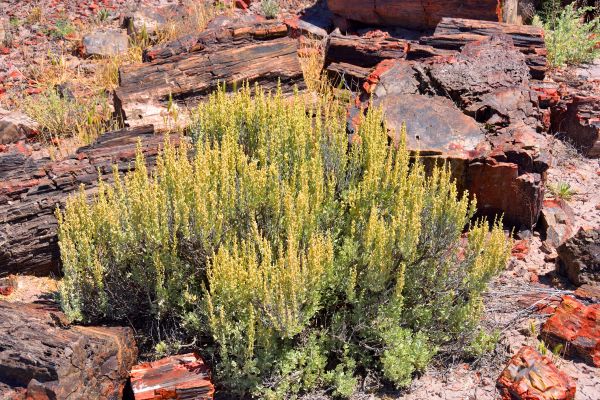 Sagebrush Removal